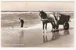 Pays-Bas / NEDERLAND :"Groeten Uit Scheveningen" ; ATTELAGE Avec CHEVAL : Ramassage Du Varech; 1957; B/TB - Scheveningen