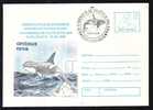 WHALE BALEINE- Cover,entier Postal Stationery 1996 Obliteration Concordante Romania. - Whales