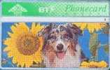 # UK_BT BTC134 Spring In The Air - Sunflower & Dog No2 50 Landis&gyr  -animal,dog,chien- Tres Bon Etat - BT Edición Conmemorativa