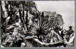 Jolie CP Photo Le Rocher De Monaco Vu Du Jardin Exotique - Ed Rella N° 2875 - écrite 5-04-1953 - Exotic Garden