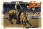 Bull Riding Calgary Stampede Rodeo - Taureaux