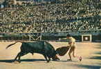 TAUROMACHIE CORRIDA Cpsm Arènes De Nimes Ordonez Mise à Mort - Corrida