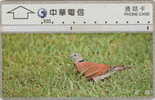# TAIWAN 9999-2 Bird 1 100 Landis&gyr  -birds,oiseaux- Tres Bon Etat - Taiwán (Formosa)