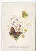 PAPILLONS  Sur Un Bouquet De Fleurs -  Illustration  - N°  406 2   -        . - Schmetterlinge