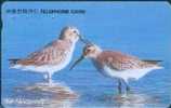 # KOREA MO9507119 Great Knot 3000 Autelca 07.95 -oiseaux,birds- Tres Bon Etat - Korea (Süd)