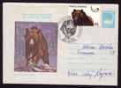 Bear Ours 1980,   Stationery Cover ,stamp On Cover - Obliteration Concordante - Romania. - Ours