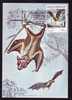 Maximum Card Maxi Card, Bats 1983 Mozambique. - Bats