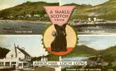 A Small Scotch From ARROCHAR, LOCH  LONG : From The Pier / Pier And Cobbler / Arrochar / Tighness & Head Of Loch Long - Argyllshire
