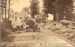 ELSENBORN-camp Militaire- Partie Du Village-attelage De Boeufs - Elsenborn (Kamp)