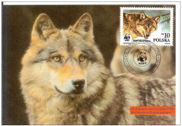 Poland Polska 1985 Gray Fauna Wolf Dog Dogs - Cartes Maximum