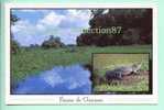 Delcampe - DOM - GUYANE - LA FAUNE - CAIMAN NOIR - CROCODILE - CPSM 10 X 15 - Sonstige & Ohne Zuordnung