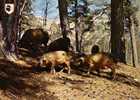 CPSM. CORSE ILE D'AMOUR. COCHONS EN LIBERTE DANS UNE FORET. - Varkens