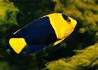 CPSM. AQUARIUM TROPICAL. NANCY. CENTROPYGE BICOLOR BLOCH. RECIFD ARCHIPEL INDO AUSTRALIEN. - Fish & Shellfish