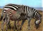 CPSM. ZEBRA . MOTHER AND BABY. ZEBRE MERE ET PETIT. DATEE 1984. KENYA - Zebra's