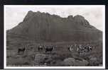 Postcard Stack Polly & Monarchs Of The Glen Ullapool Scotland - Deer Stags - Animals Theme - Ref 464 - Ross & Cromarty