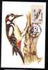 Maximum Card, BIRD Woodpecker 1993, FDC Cancell, ROMANIA. - Climbing Birds