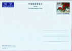 2005 CHINA PP 123 SPRING P-CARD - Postales