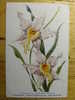 ANCIENNE CARTE - ORCHIDEE ODONTOGLOSSUM PESCATOREI - ORCHID Années 1930-40 - Non Classés