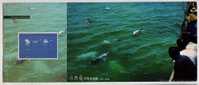 China 2004 Sanniang Bay Chinese White Dolphin Postal Stationery Card Dolphin Watching - Dolfijnen