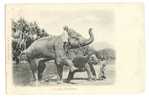 ELEPHANTS / CELYAN / TRES ORIGINAL UPU / 1903 - Olifanten