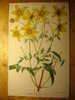 ANCIENNE GRAVURE FLEUR 1867 - COSMOS CHRYSANTHEMIFOLIA - FLOWER PRINT - Non Classés