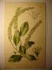 ANCIENNE GRAVURE FLEUR 1925 - ITEA ILICIFOLA - FLOWER PRINT - Non Classés