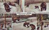 ZS652 Animals Fauna Ours Bear Pit Bern Switzerland  Very Nice Card - Ours