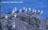 # KOREA MO9801101 Seagulls 2000 Autelca 01.98  -oiseaux,birds- Tres Bon Etat - Korea (Süd)