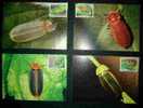 Maxi Cards Of 2006 Taiwan Fireflies Stamps Insect Firefly Fauna - Insetti
