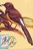 M51 Cartes Maximum Maxi Card Romania Bird Oiseaux Copsychus Malabaricus Very Nice - Patrijzen, Kwartels
