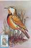 M47 Cartes Maximum Maxi Card Romania Bird Oiseaux Sturnella Neglecta Very Nice - Perdrix, Cailles