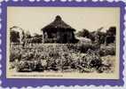 1920s Rppc Rose Gardens, Elizabeth Park, Hartford, CT. - Hartford