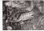 TILAPIA MOSSAMBICA  -  Cichlidès - Eaux Douces De L´Afrique Tropicale - N°  36  P    . - Fish & Shellfish