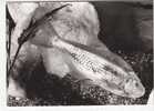 POISSON AVEUGLE  -  Anoptichthys Jordani Characinidés - Nord Du Mexique - N°  60 P    . - Fish & Shellfish