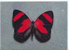 PAPILLON  -  Catagramma  Pitheas (mâle)   -   Colombie -  N°  Ti051266  . - Schmetterlinge