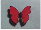 PAPILLON -  Cymothoë Sangaris (mâle) - Gabon -  N° Ti 031266  . - Schmetterlinge
