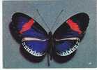 PAPILLON -  Heliconius Vulcanus (mâle) - Equateur - N°  Ti011266  . - Schmetterlinge