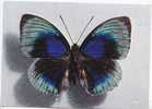 PAPILLON -  Agrias Beata (mâle)  - Pérou - N°  TI061266 . - Butterflies