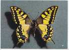 PAPILLON -  Papilio Machaon (mâle) - Europe - N°  Ti 021266 . - Mariposas