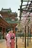 JAPON-KYOTO Chery Blossoms At The Inner Court Of The Heian Shrine-MB - Kyoto