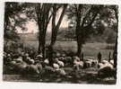 Castets-des-Landes (40) : Moutons Et Leur Berger Sous Les Chênes Lièges Environ  1950 (animée). - Castets