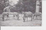 Zebres De Grevy - Zebre