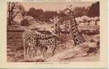 Animaux - Girafes - Zoo Expo Coloniale Paris 1931 - Giraffe