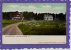 Woodlawn Park With Sheep, Saratoga Springs, NY.  1900s - Saratoga Springs