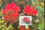 CHINE CARTE  MAXIMUM       NUM.YVERT 3056 FLEURS FLORE RODODENDRONS - Cartoline Maximum