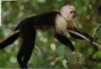 Costa Rica - Monkey Singe - Capuchin - Circulée - Used - Scimmie