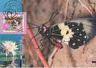 Australia-1997 Nature Of Australia  Big Greasy Butterfly Maximum Card - Maximumkaarten