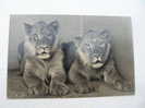 Lion Lioness Hungarian Postcard  1950's  VF  D56404 - Leoni