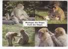 KINTZHEIM  -   ROCAMADOUR     -  La Montagne Des Singes  -  4 Vues - Monkeys