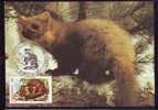 Romania 1990 Maxi Card Maximum Card, Animal Rodents MARTES Very Nice Personal Realisation. - Nager